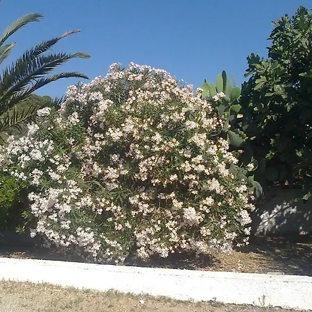Dionysia * Kefalos (Kos)